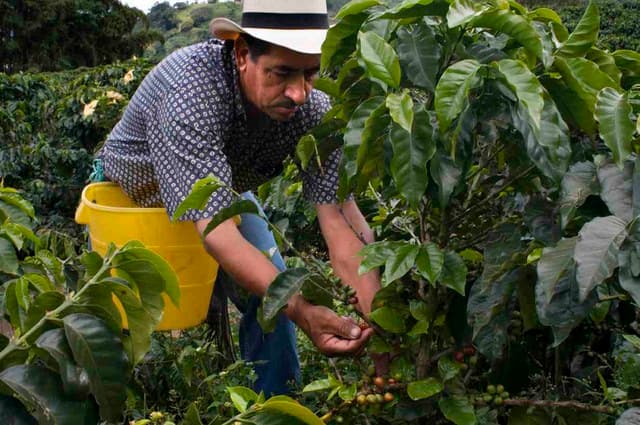 COLOMBIA: El triángulo del café.