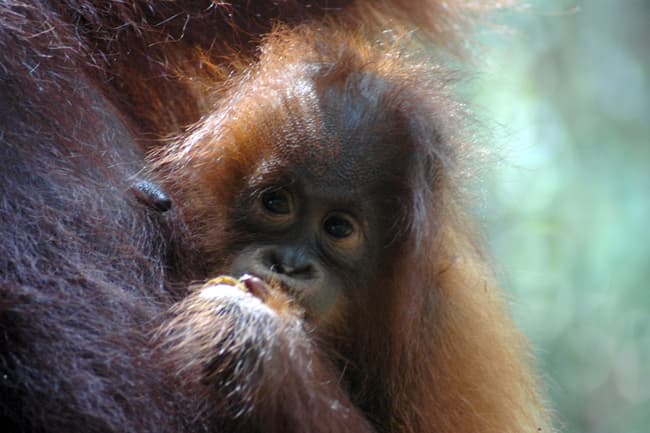 BORNEO, INDONESIA: El último refugio del orangután