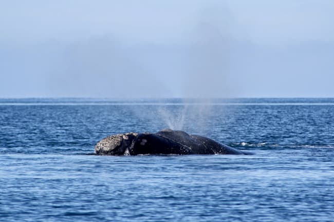 BALLENAS EN PENÍNSULA VALDÉS (PATAGONIA ARGENTINA) ¡BIENVENIDOS AL MAYOR ESPECTÁCULO DE LA NATURALEZA!