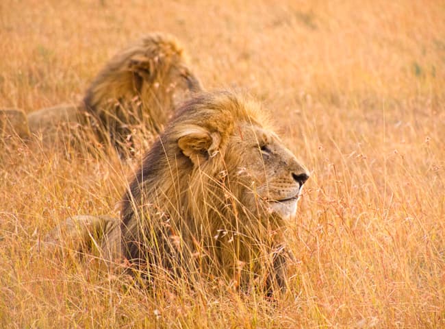 KENIA, MEMORIAS DE AFRICA