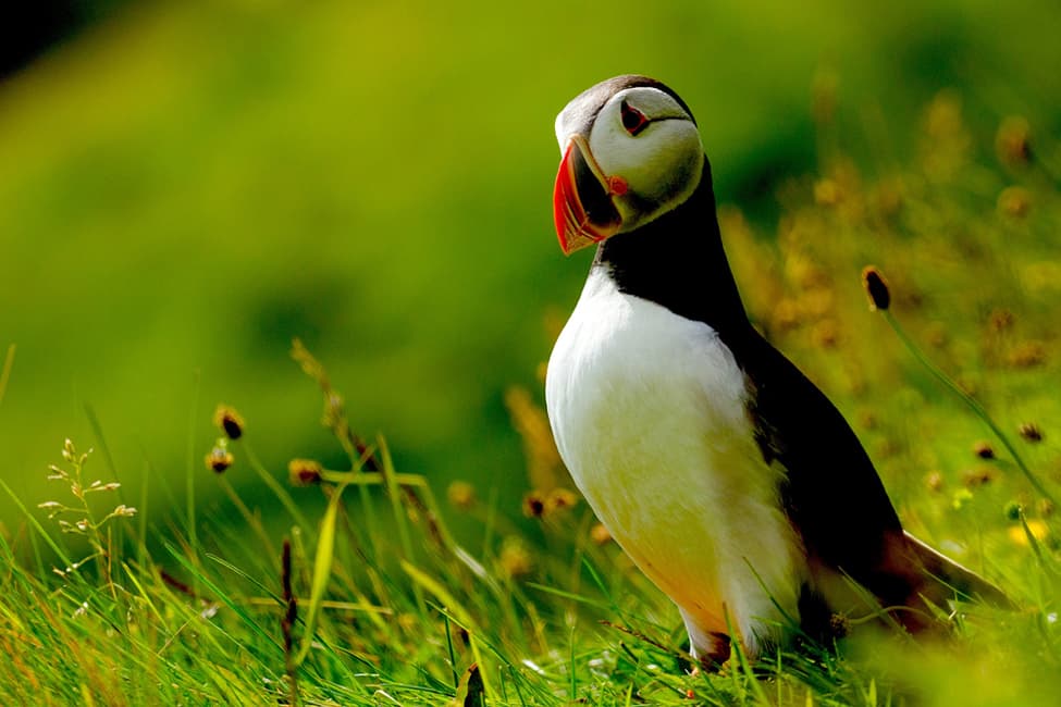 7 RAZONES PARA ENAMORARSE DE ISLANDIA
