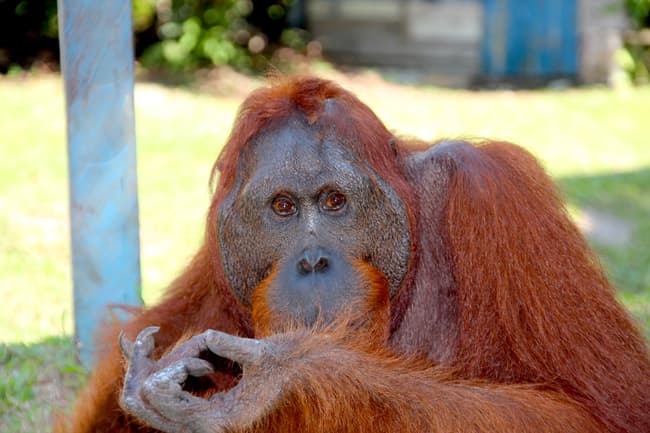 BORNEO, Encuentro con los orangutanes en uno de los espacios naturales "salvajes" más hermosos de ASIA