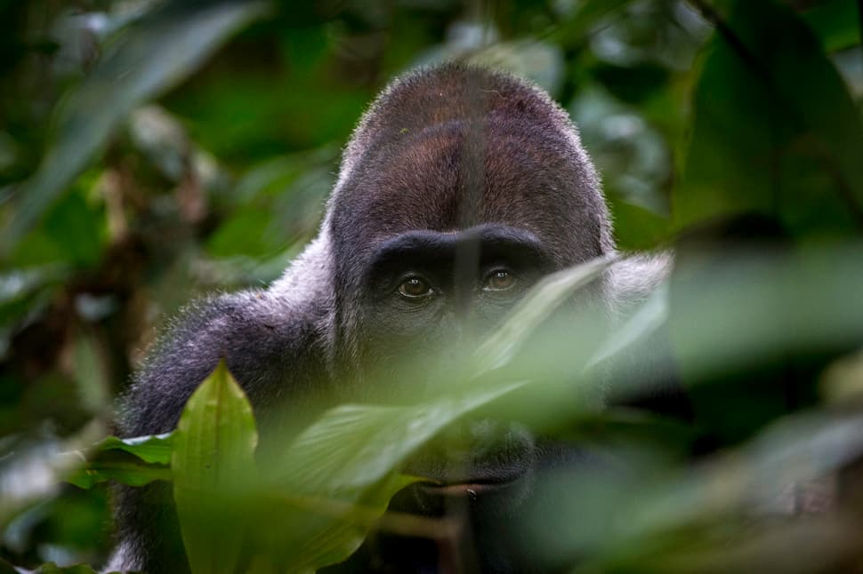 CONGO: En busca de los últimos gorilas