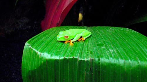 COSTA RICA, POR EL VALLE CENTRAL