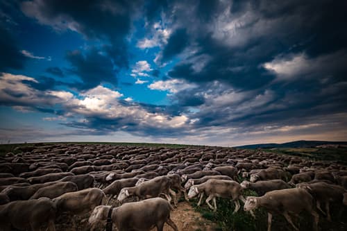 SORIA: LOS ÚLTIMOS TRASHUMANTES