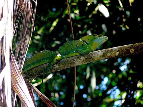 COSTA RICA, BIENVENIDOS AL JARDIN DEL EDÉN