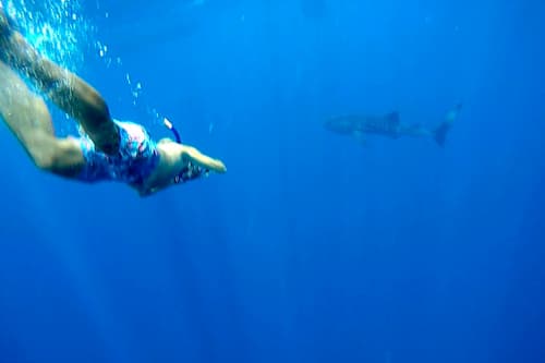 FILIPINAS: BAILANDO CON BALLENAS...