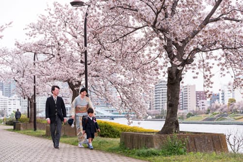 TOKIO: LA CONTEMPLACIÓN DE LOS CEREZOS EN FLOR