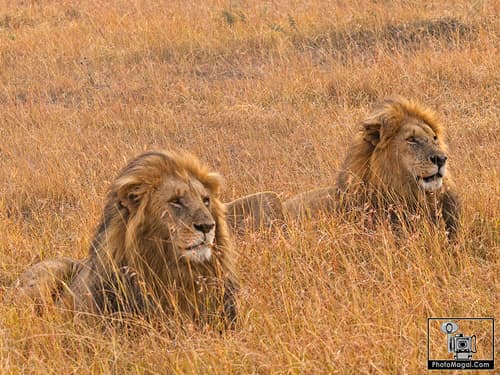 KENIA Y TANZANIA: ME VOY DE SAFARI, ¿TE VIENES?